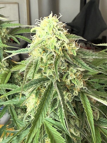 Growreport Bild 9