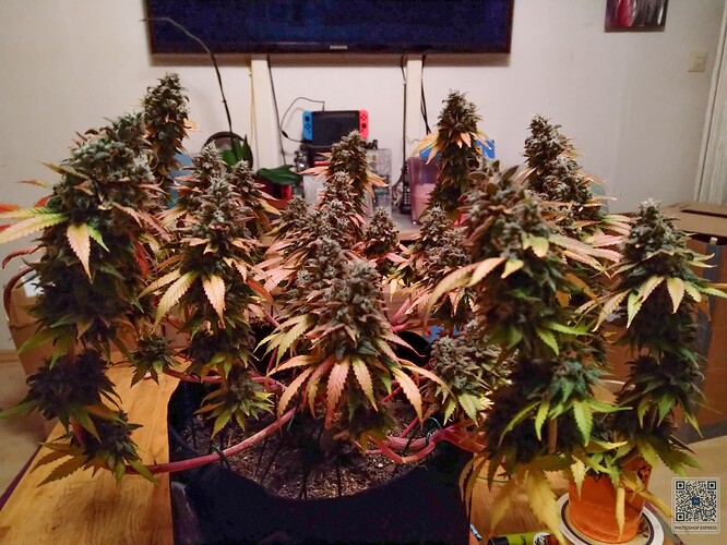 Growreport Bild 2