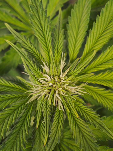 Growreport Bild 43