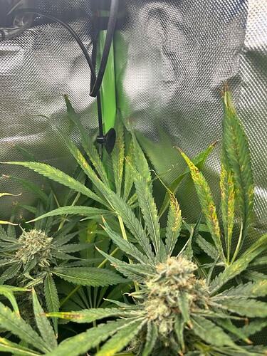 Growreport Bild 5