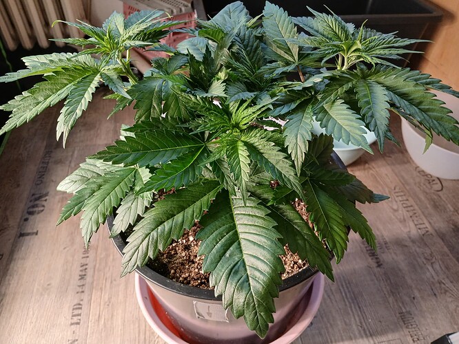 Growreport Bild 1