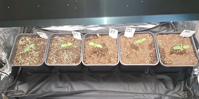 Growreport Bild 1