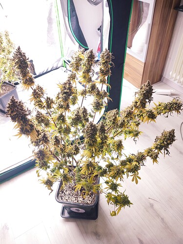 Growreport Bild 126