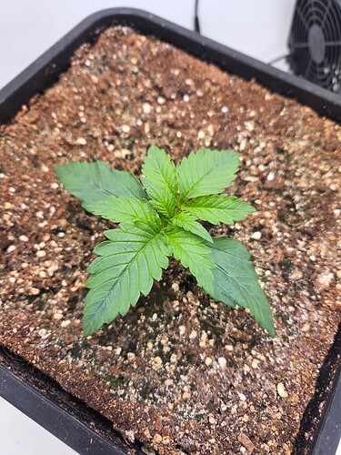 Growreport Bild 4