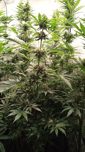 Growreport Bild 17