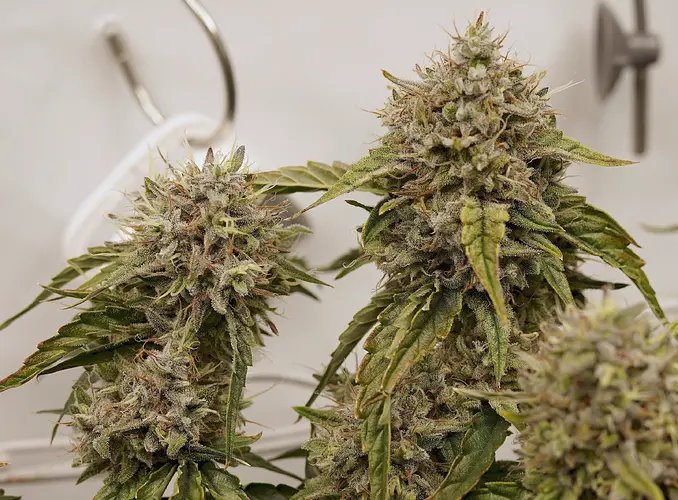 Growreport Bild 11
