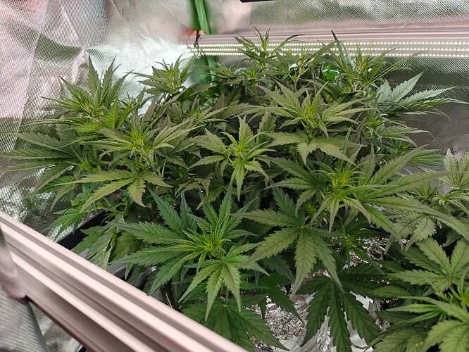 Growreport Bild 19