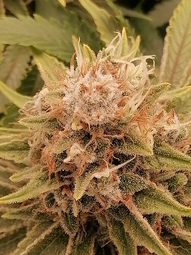 Growreport Bild 12