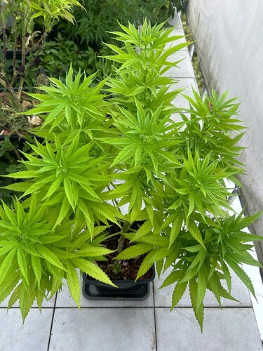 Growreport Bild 82