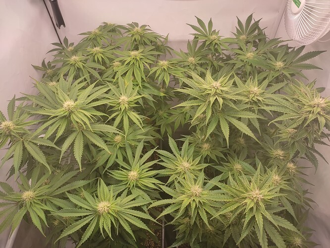 Growreport Bild 8