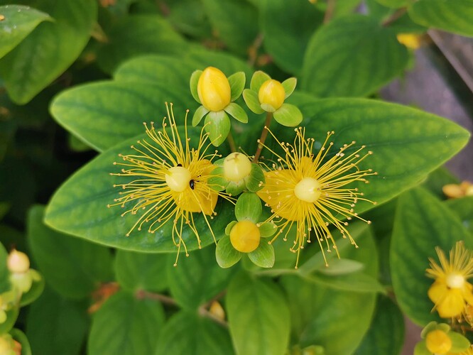 Garten (8)