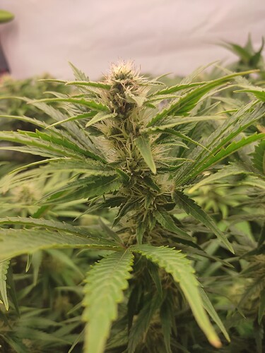Growreport Bild 21