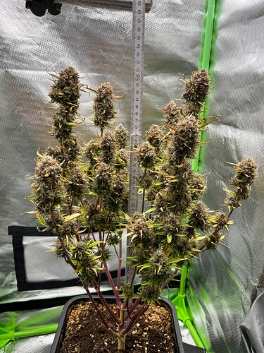 Growreport Bild 4