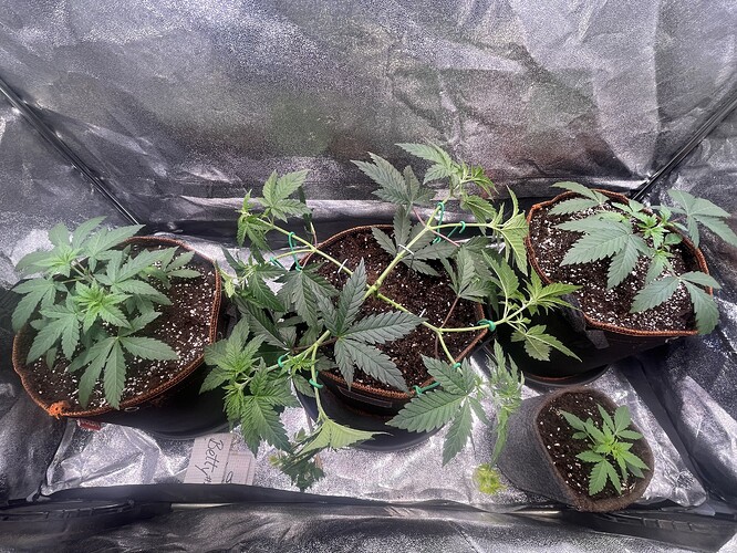 Growreport Bild 24
