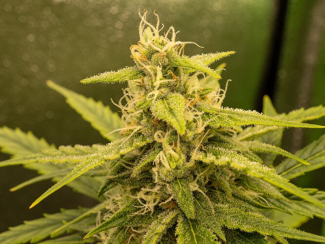 Growreport Bild 38