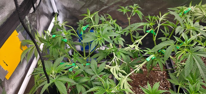 Growreport Bild 6