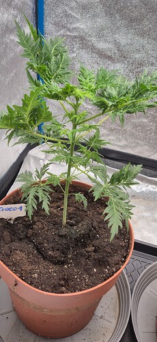 Growreport Bild 22
