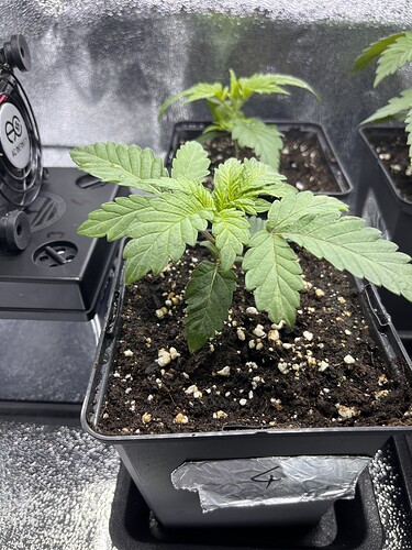 Growreport Bild 7
