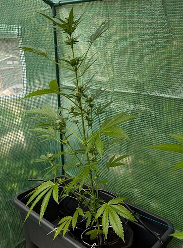 White Widow W11 27.07.24 (2)