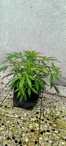 Growreport Bild 6