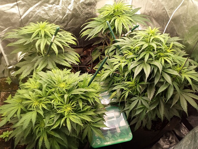 Drei Cannabis-Pflanzen in einem Growzelt während der frühen Blütephase.