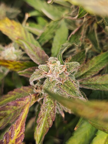 MVIMG_20251121_194942