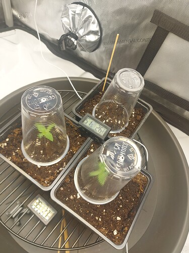 Growreport Bild 3