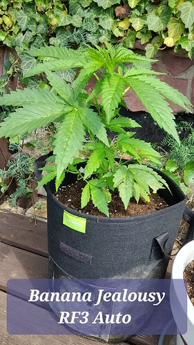 Growreport Bild 16