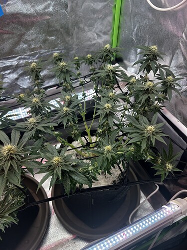 Growreport Bild 23
