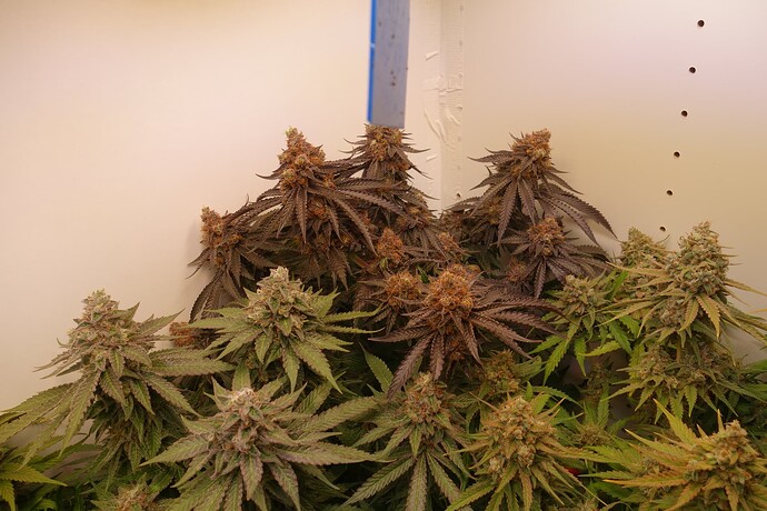 Growreport Bild 5