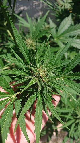 Growreport Bild 5