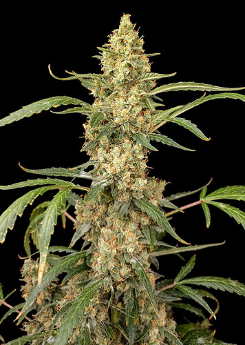 gorilla-gg4-auto