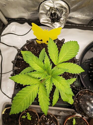 Growreport Bild 18