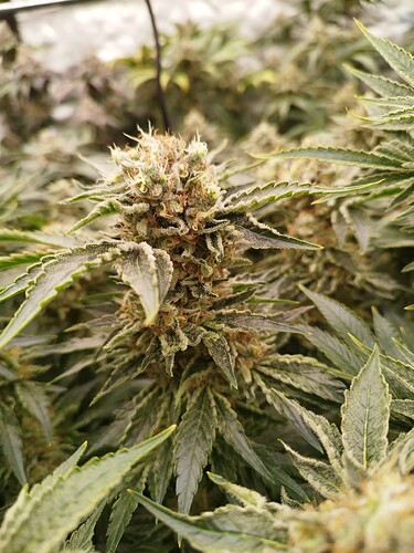 Growreport Bild 23