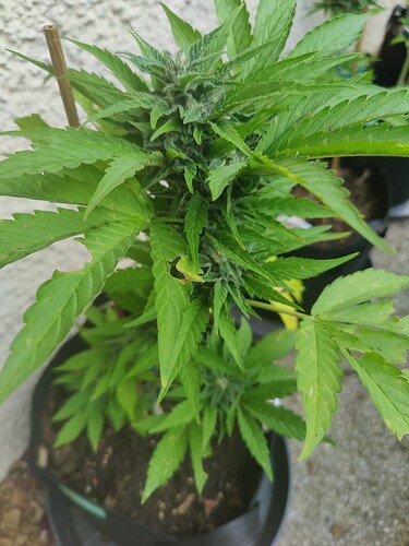 Growreport Bild 1