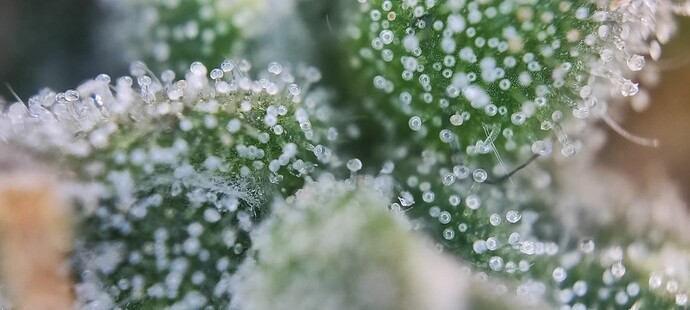 Growreport Bild 29