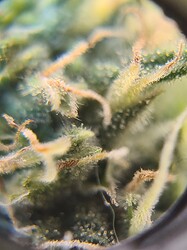 Growreport Bild 16