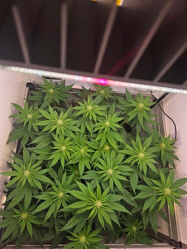 Growreport Bild 9