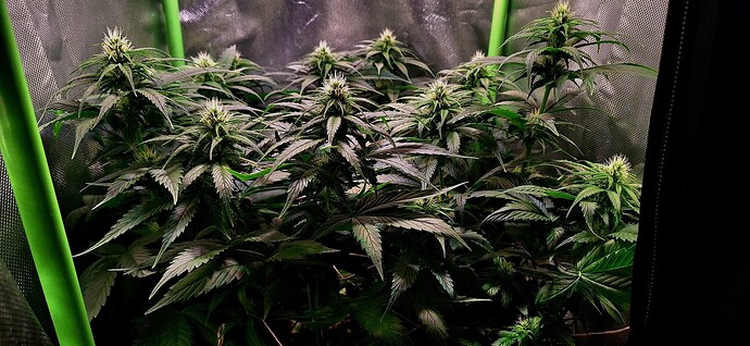 Growreport Bild 6