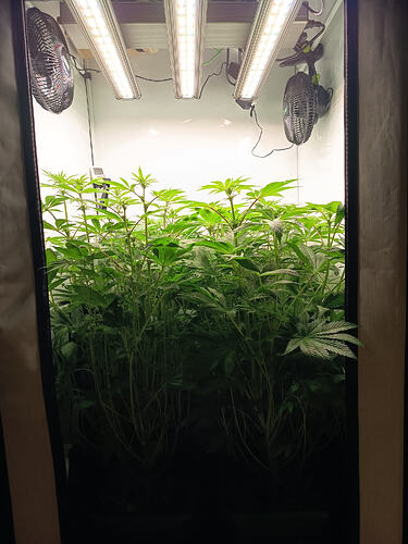 Growreport Bild 19