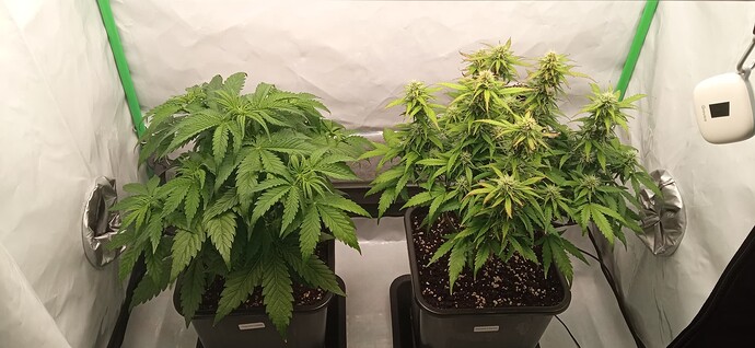 Growreport Bild 2