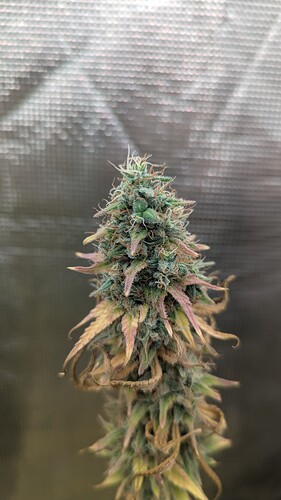 Growreport Bild 6