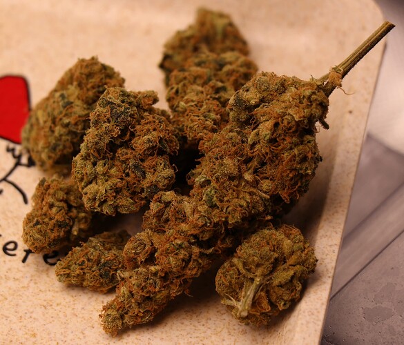 Growreport Bild 53
