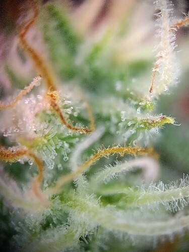Growreport Bild 11