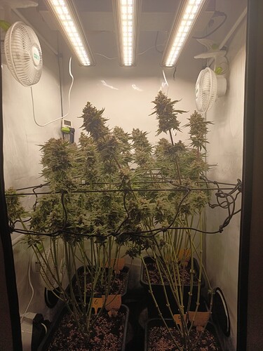 Growreport Bild 39