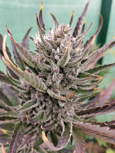 Lucky Hemp LT72 (4)