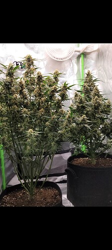 Screenshot_20240507_200631_Gallery