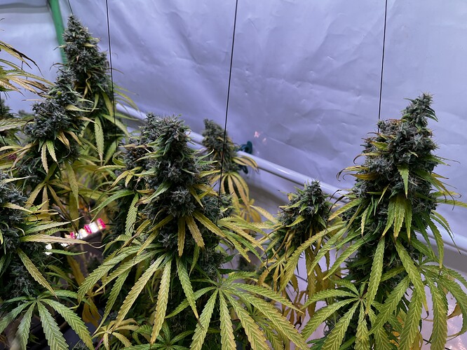 Growreport Bild 7