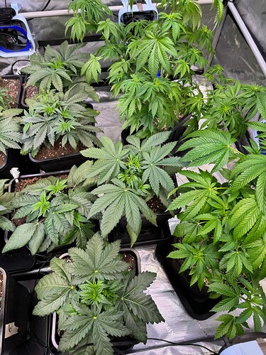 Growreport Bild 3
