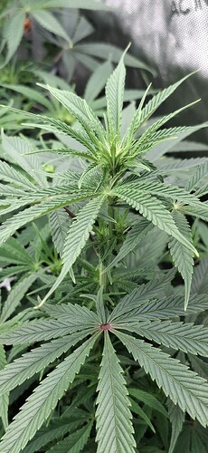 Growreport Bild 5